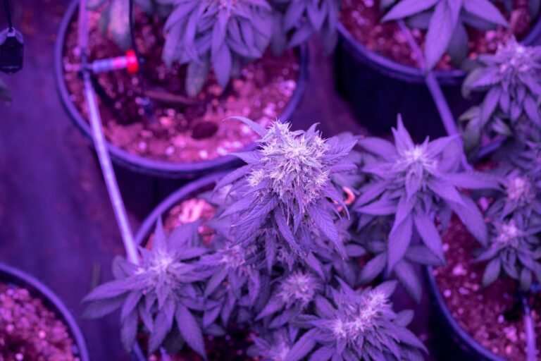 Read more about the article Rolling a Joint: A Step-by-Step Guide