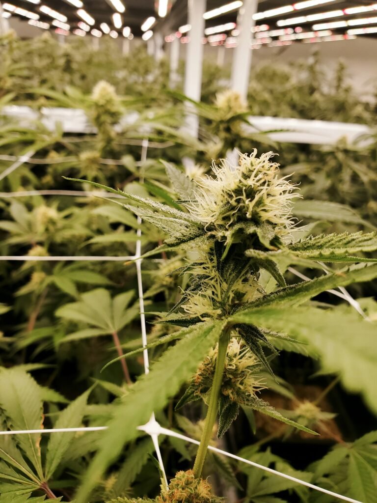 Read more about the article Your Go-To Headshop UK: Quality Products, Unbeatable Prices